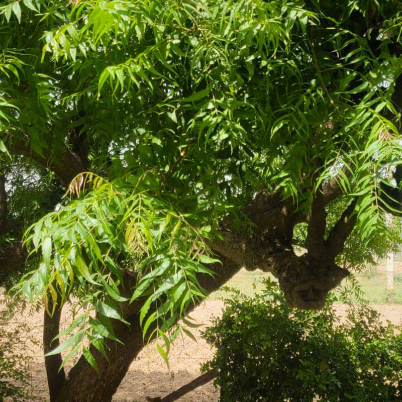 Little Leaf Neem Dish